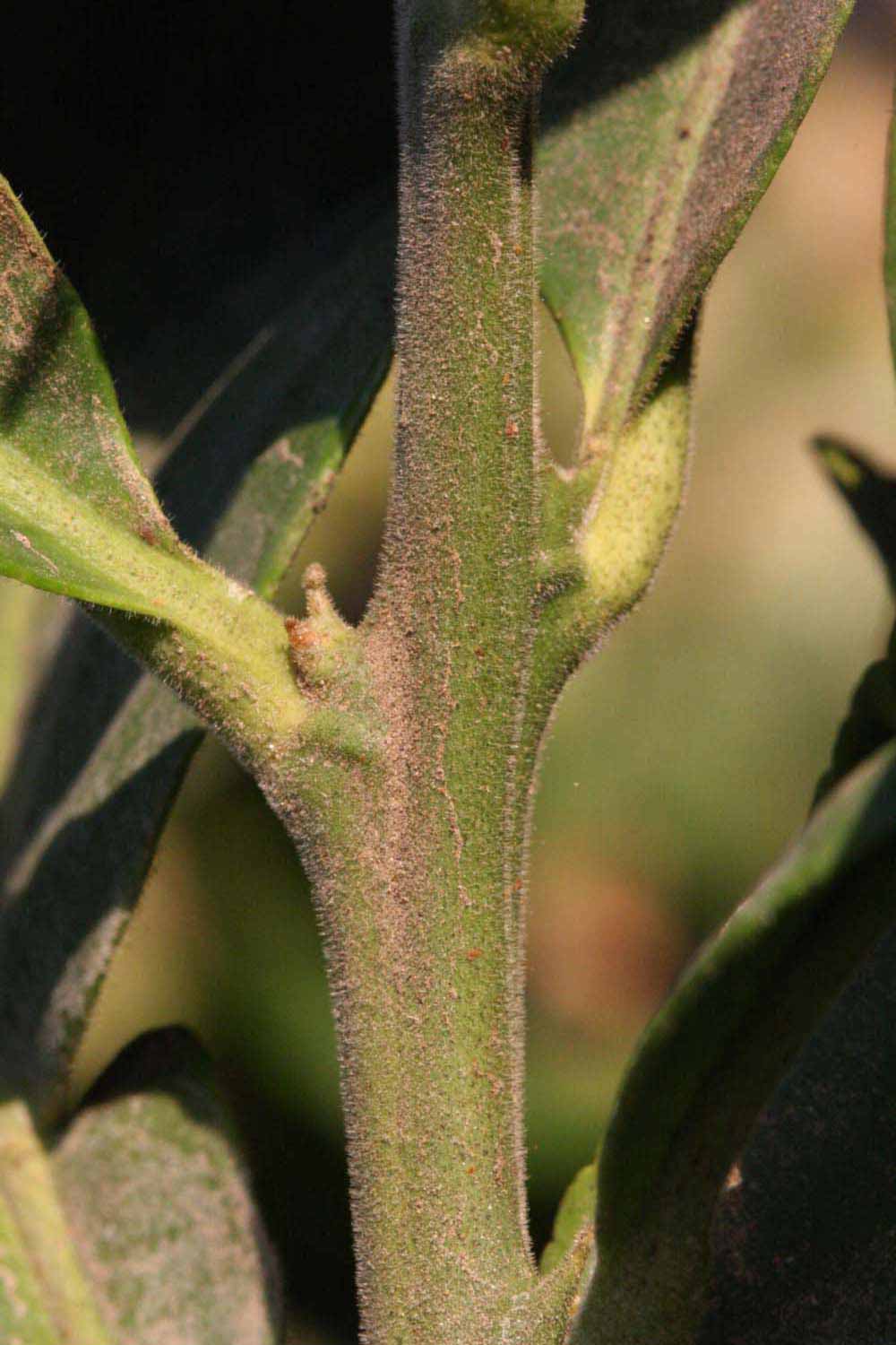            First year twig (Riverside, CA)   